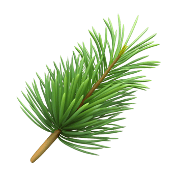 wonderful traditional Pine needle, single original png