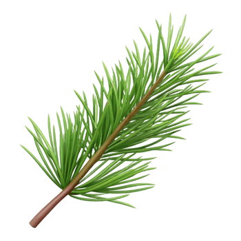 beautiful rustic Pine branch with needles detailed png