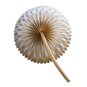 elegant abstract Single dandelion seed head authentic png