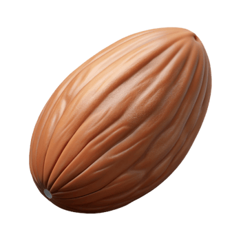 magnificent minimalist Close up of a single almond premium png