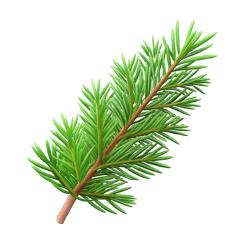 vibrant modern Single fir tree branch with needles authentic png