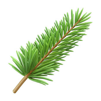 elegant traditional Single fir tree branch with needles detailed png