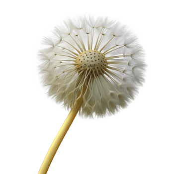 stunning traditional Single dandelion seedhead premium png