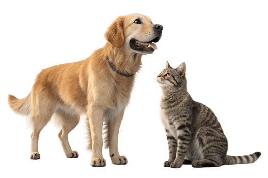 Dog and cat Isolated - generated by ai png
