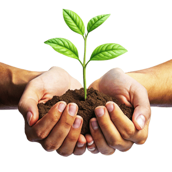 Farmers Hands Protecting a Young Plant Sprout in Transparent Background png