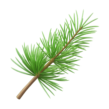 stunning contemporary Branch with pine needles exclusive png