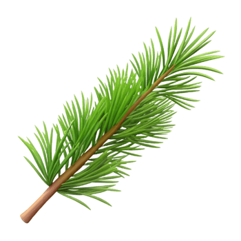 serene modern Branch with pine needles exclusive png