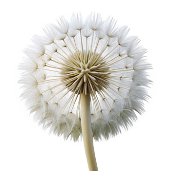 elegant contemporary Close up of a dandelion clock clock only authentic png