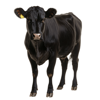 angus cow farm animal portrait isolated transparent background png