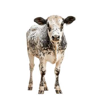 Young white and black spotted calf farm animal portrait isolated transparent background png