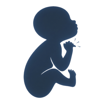 a silhouette of a baby in the womb transparent background png