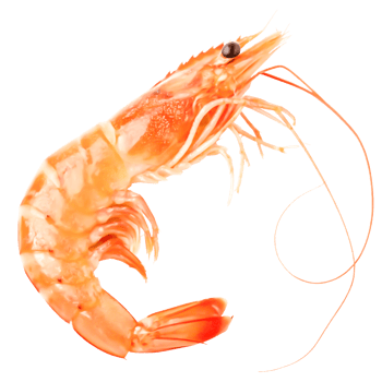 Delicious Cooked Shrimp, Isolated Seafood, High-Resolution Image for Menus and Packaging png