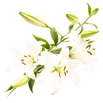 Elegant White Lilies Bouquet Close-up Floral Photography for Wedding png