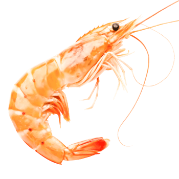 Fresh Cooked Shrimp, Delicious Seafood png