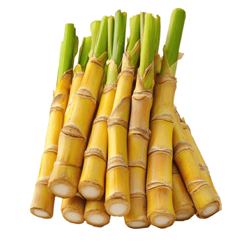 Sugarcane stack isolated on transparent background png
