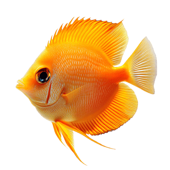 Tang fish isolated on transparent background png