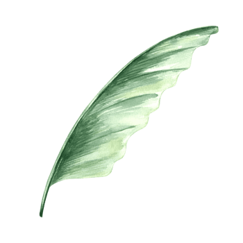 Tropical palm leaf watercolor. Bananas leaves isolated illustration for summer rainforest designs. Hand drawn green jungle plant in realistic botanical style. Clipart for spring foliage backgrounds. png