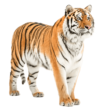Majestic Siberian Tiger Standing, Wildlife Photography png