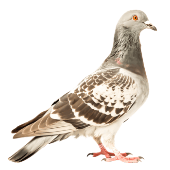 Stunning Grey Pigeon Bird Photography Detailed png