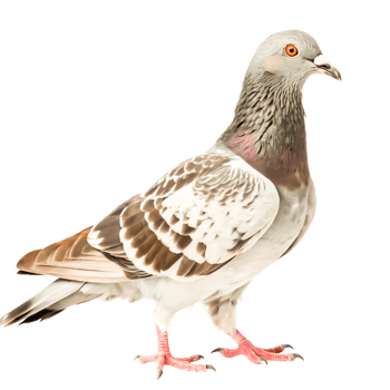 Stunning Pigeon Photography Detailed Brown and White Bird png
