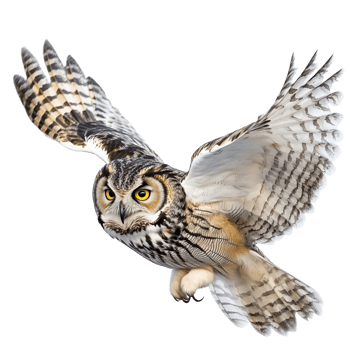 An owl soars through the night sky its wings spread wide in graceful flight a magnificent predator on the hunt Captivating png