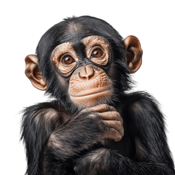 Introspective chimpanzee portrait with hand to chin set against a clear backdrop showing its thoughtful expression An adorable primate photo png