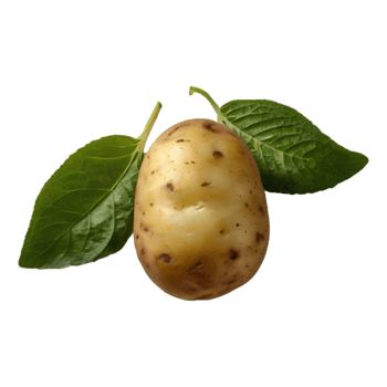 potato with leaves png