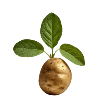 A potato with leaves png