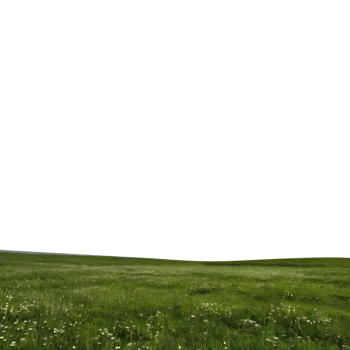 a grassy field with grass and flowers png
