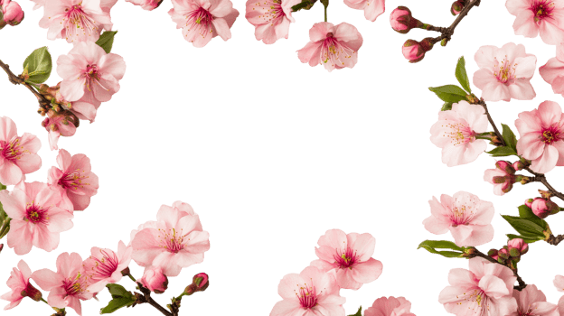 Cherry blossoms arrangement, delicate petals, black background, cut out transparent png