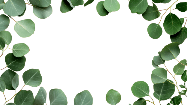 Eucalyptus foliage frame with transparent background, cut out transparent png