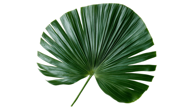 Tropical foliage, palmetto, jungle botanical, isolated plant, cut out transparent png