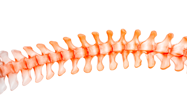 Spine vertebra column medical structure, cut out transparent png