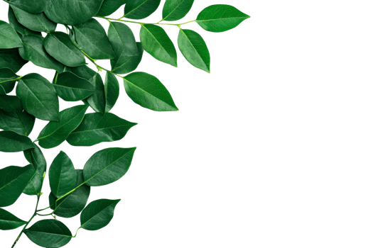 Lush foliage with dark backdrop, green leaves, branch, cut out transparent png