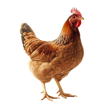 A beautiful brown hen isolated transparent background for poultry farming or agricultural use png
