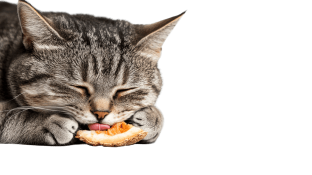 Tabby cat licking a slice of melon, pet licking, cut out transparent png