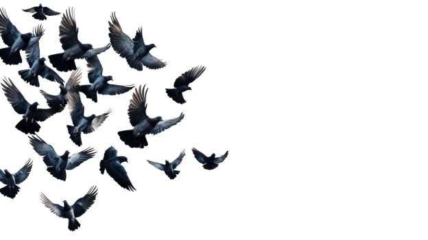 Pigeons flying, flock in motion, freedom concept, wing power, cut out transparent png