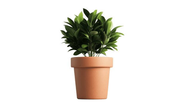 Elegant plant in pot for indoor decoration, cutout transparent png