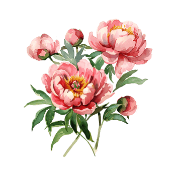 Peonies flowers and leaves isolated on transparent background. Watercolor hand drawn peony illustration for design. png