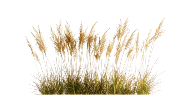 Pampas grass plume background, detailed plant, ornamental, decorative, cut out transparent png