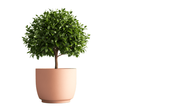 Topiary ficus plant in pot isolated, cut out transparent png