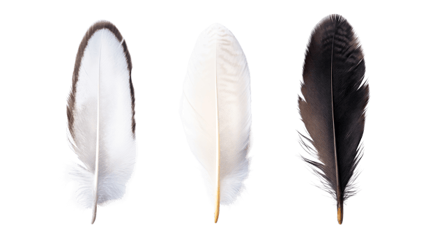 Feathers of different colors are isolated, cut out transparent png