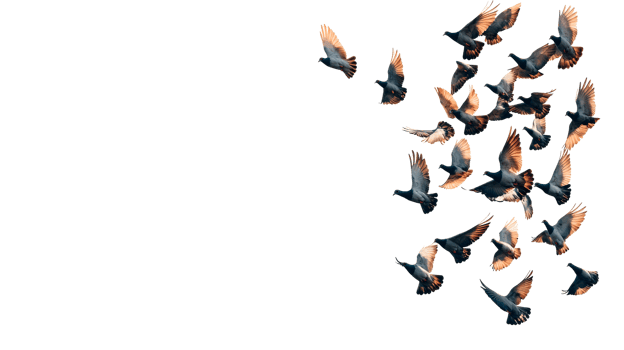Flock of pigeons flying in unison with grace and energy, cut out transparent png
