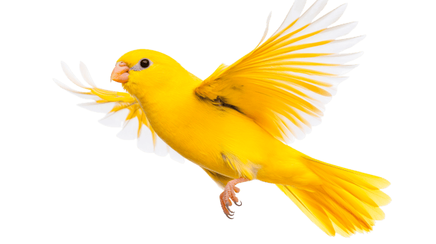 Canary flies with yellow wings, graceful flight, vibrant, cut out transparent png