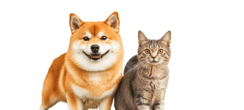 Smiling Shiba Inu dog and tabby cat posing together, cut out transparent png