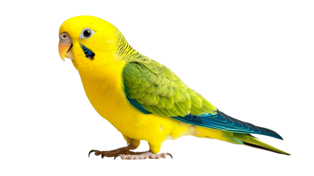 Colorful parrot with yellow plumage looking left, cut out transparent png