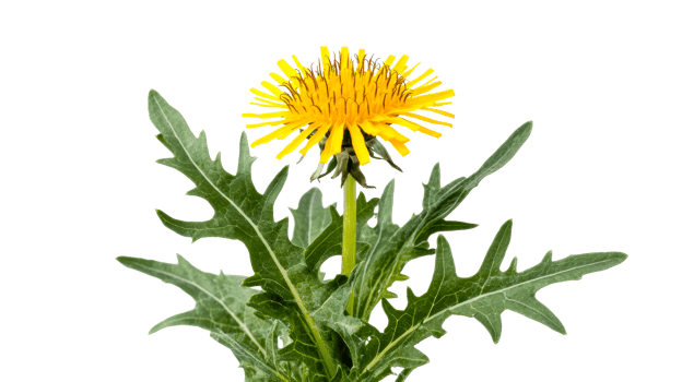 Dandelion plant with yellow flower and green leaves, cut out transparent png