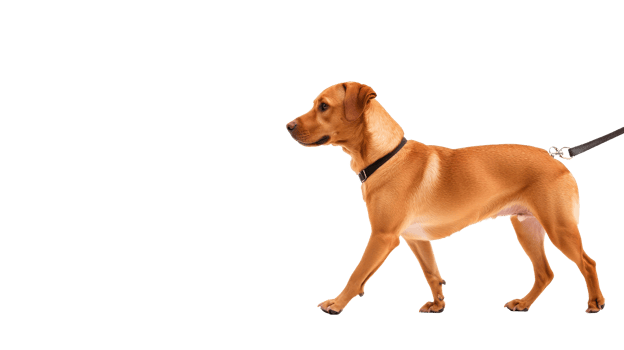 Walking small orange dog with leash, domestic animal, cut out transparent png