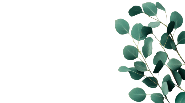 Eucalyptus silver dollar leaves on a black background, cut out transparent png