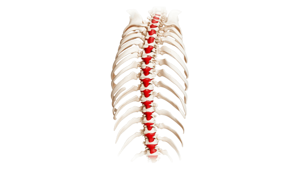 Human spine anatomy, ribs, bone structure, red spinal discs, cut out transparent png